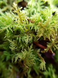 Close-up of fresh green plant