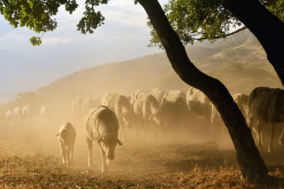 Goats and sheeps on road in greci, romania in summer drought