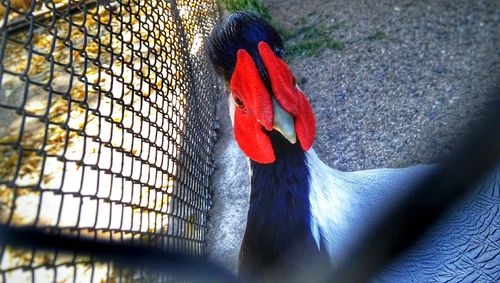 Close-up of red bird
