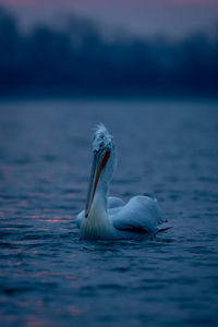 Pelican swimming in lake