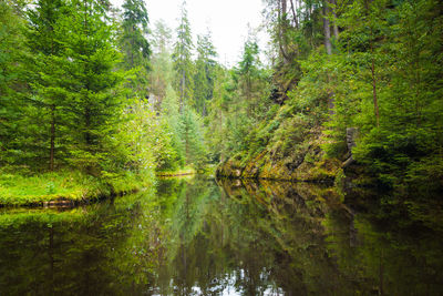 Scenic view of lake in forest