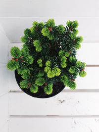 Close-up of plants against wall