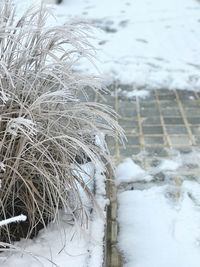 Close-up of frozen plants during winter