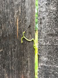 Close-up of yellow lizard on tree trunk