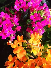 Close-up of flowers blooming outdoors