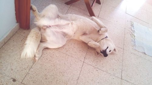 Close-up of a sleeping cat