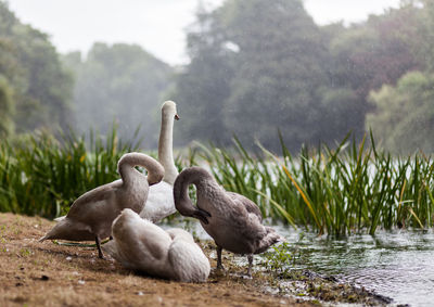 Swans in a lake