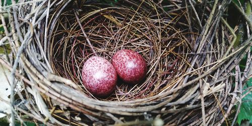 High angle view of eggs in nest