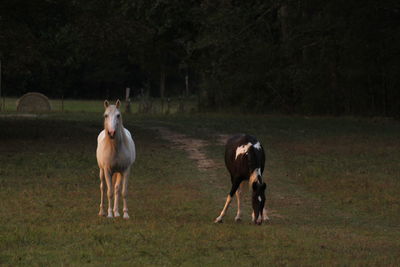 Horses standing in a field