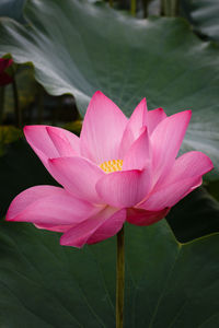 Close-up of pink flower blooming outdoors