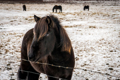 A beautiful blond haired dark furred icelandic horse, with others in the snow covered background
