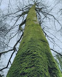 Low angle view of tree trunk