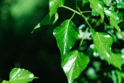 Close-up of wet plant leaves