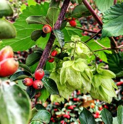 Close-up of berries growing on tree