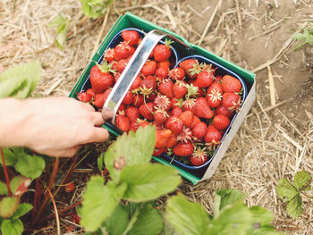 Cropped image of person harvesting strawberries on farm