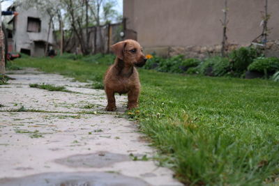 Dog in pond