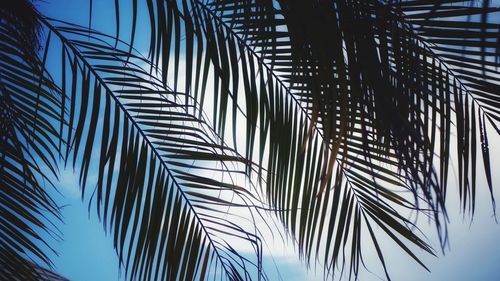 Low angle view of palm leaves