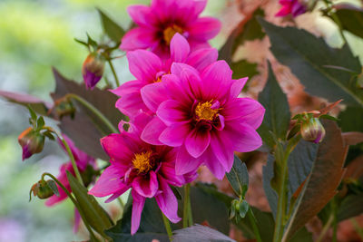 Close-up of pink flowering plant