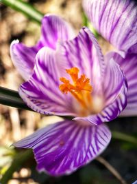 Close-up of purple flower blooming outdoors