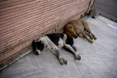 Two dogs sleeping against closed shutter