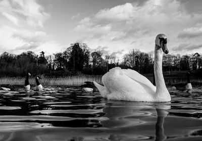 Black and white monochrome mute swan swans pair low-level water side view macro animal background