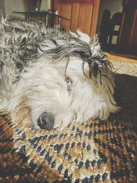 Close-up of a dog resting at home