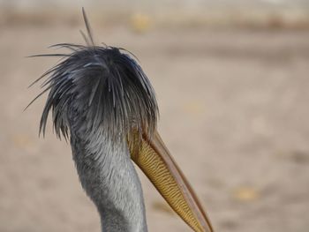 Close-up of a bird