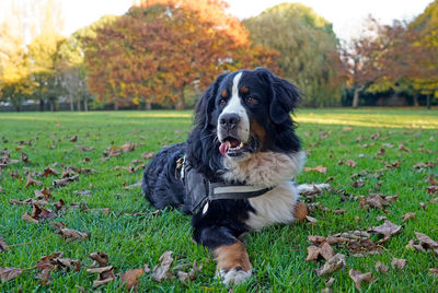 Bernese mountain dog in the park in the autumn