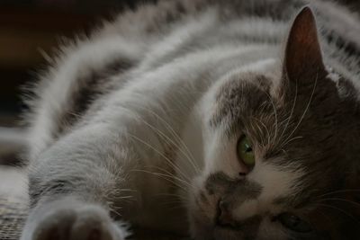 Close-up portrait of a cat