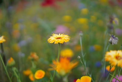 Close-up of yellow flowering plant on field