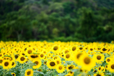 Close-up of yellow flowering plant on field