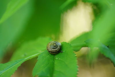 Close-up of snail on leaf