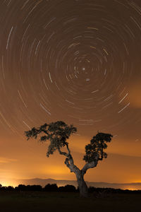 Silhouette tree against sky during sunset