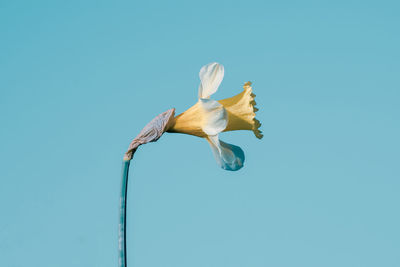 Close-up of white flower against blue background