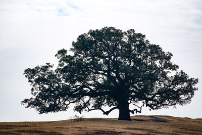 Tree on field against sky