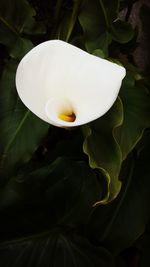 Close-up of white calla lily blooming outdoors