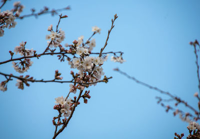 Low angle view of cherry blossom against blue sky