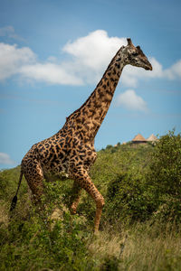 Masai giraffe walks through bushes past bandas