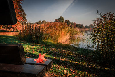 Plants by lake against sky during autumn