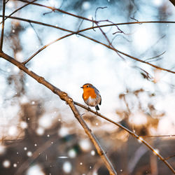 Close-up of bird perching on branch