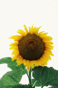 Close-up of sunflower