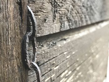 Close-up of lizard on wood