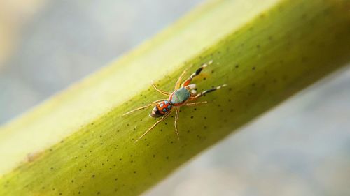 Close-up of insect on leaf