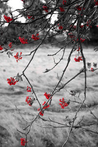 White flowers growing on tree