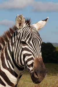 Close-up of a horse on field