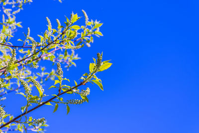 Low angle view of a tree against blue sky