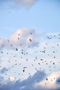 Low angle view of birds flying in sky