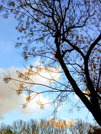 Low angle view of tree against sky