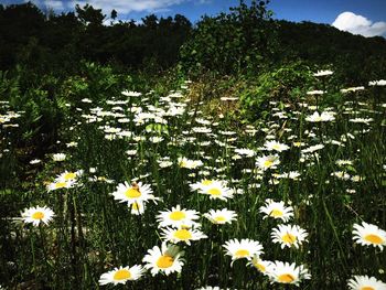 Close-up of white daisy flowers in field