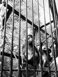 cage